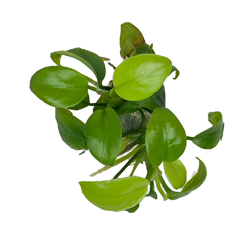 Anubias Nana "Gold" Tissue Culture